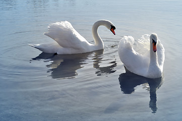 Image showing Lovely swans