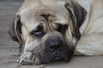 Image showing English mastiff