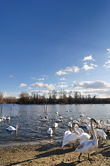 Image showing Swans on lake