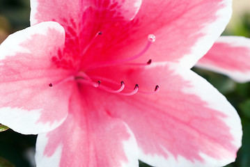 Image showing Pink Azalea flower