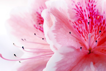 Image showing Pink Azalea flower