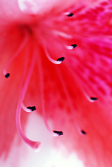 Image showing Pink Azalea flower