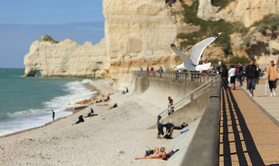 Image showing La Falaise d'Amont-Etretat-the gull's land