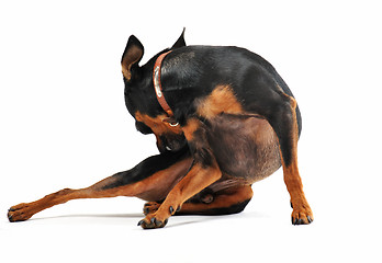 Image showing miniature pinscher scratching