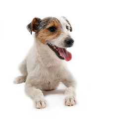 Image showing young jack russel terrier