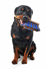 Image showing cleaning rottweiler