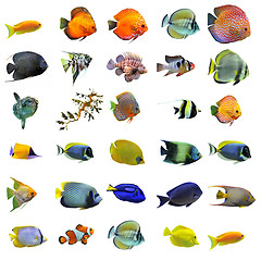 Image showing fishes