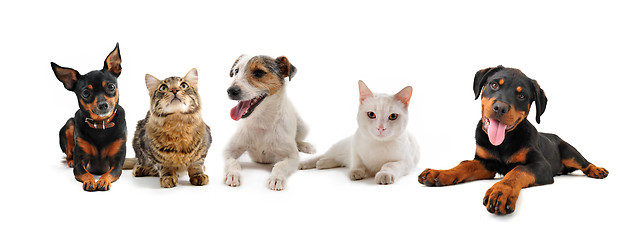 Image showing group of puppies and cats