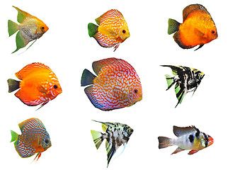 Image showing fishes