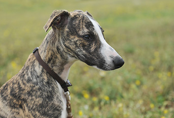 Image showing puppy whippet