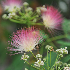 Image showing Albizia julibrissin