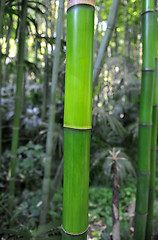 Image showing bamboo