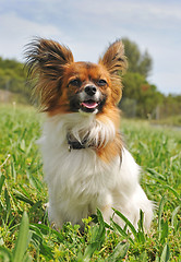 Image showing papillon dog