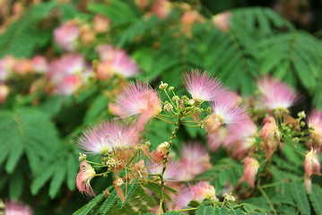 Image showing Albizia julibrissin