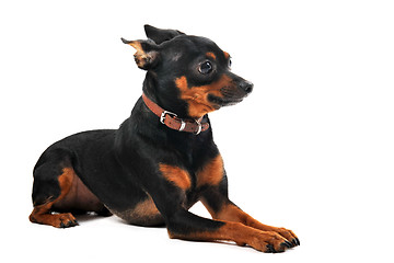 Image showing miniature pinscher