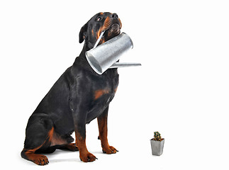 Image showing gardening rottweiler