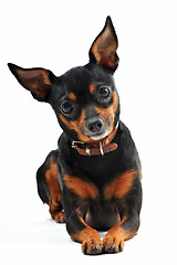 Image showing miniature pinscher