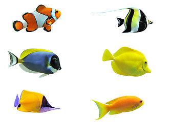 Image showing tropical fish