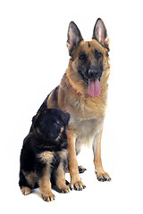 Image showing german shepherd and puppy