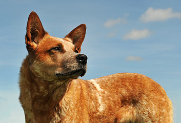 Image showing australian cattle dog