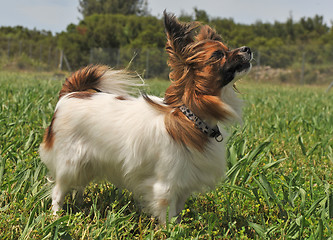 Image showing papillon dog