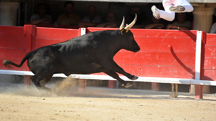Image showing running bull