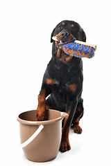 Image showing cleaning rottweiler