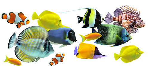 Image showing group of fishes