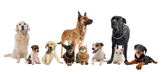 Image showing group of puppies and cats