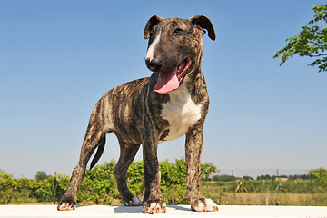 Image showing puppy bull terrier