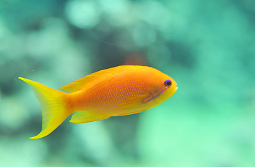 Image showing anthias fish