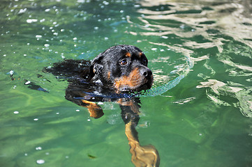 Image showing swimming rottweiler