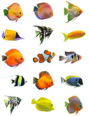 Image showing fishes