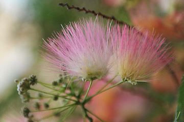 Image showing Albizia julibrissin