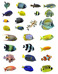 Image showing group of fishes