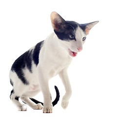 Image showing meowing oriental cat