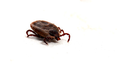 Image showing tick