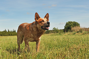Image showing australian cattle dog
