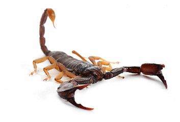 Image showing brown scorpion