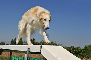 Image showing Borzoi dog