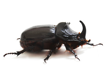 Image showing  rhinoceros beetle