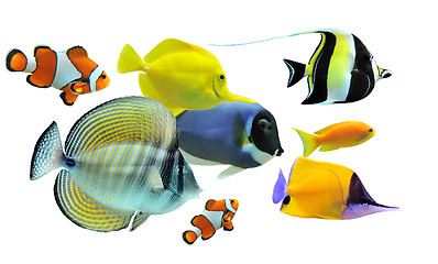 Image showing group of fishes