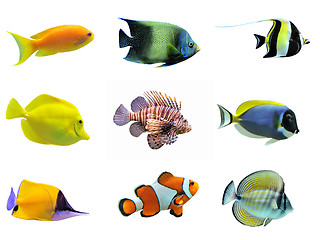 Image showing group of fishes