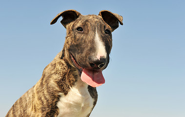 Image showing puppy bull terrier