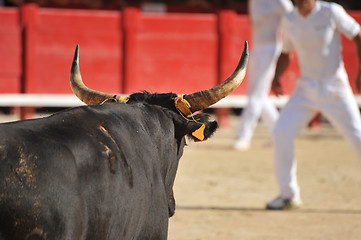 Image showing  bull in arena