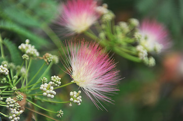 Image showing Albizia julibrissin