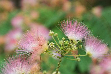 Image showing Albizia julibrissin