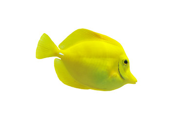 Image showing  yellow tang 