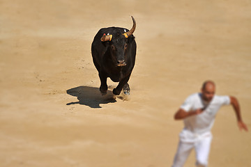 Image showing running bull