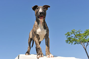 Image showing puppy bull terrier